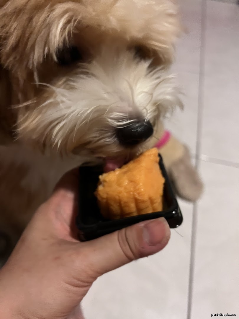 Lunavae Pets - Image 15